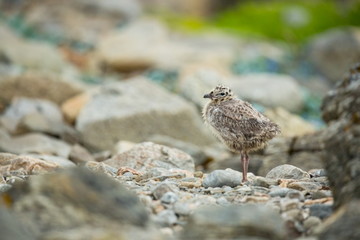 Larus canus. Norway's wildlife. Beautiful picture. From the life of birds. Free nature. Runde Island in Norway. Scandinavian wildlife. North of Europe. Picture. Seashore. A wonderful shot of wild natu