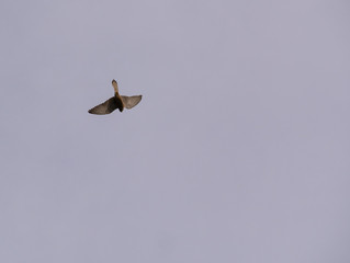 oiseau dans le ciel