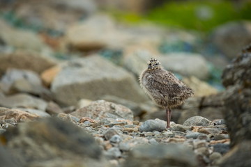 Larus canus. Norway's wildlife. Beautiful picture. From the life of birds. Free nature. Runde Island in Norway. Scandinavian wildlife. North of Europe. Picture. Seashore. A wonderful shot of wild natu