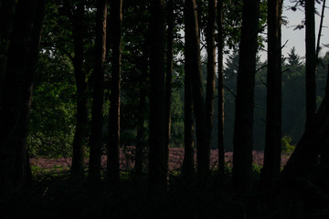 forest with trees
