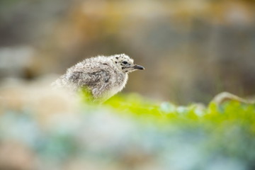 Larus canus. Norway's wildlife. Beautiful picture. From the life of birds. Free nature. Runde Island in Norway. Scandinavian wildlife. North of Europe. Picture. Seashore. A wonderful shot of wild natu