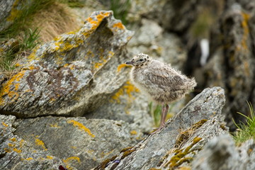 Larus canus. Norway's wildlife. Beautiful picture. From the life of birds. Free nature. Runde Island in Norway. Scandinavian wildlife. North of Europe. Picture. Seashore. A wonderful shot of wild natu