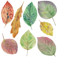 A set of leaves. Watercolor painting set of leaves on a white background. Hand draw watercolor illustration. Design element. Elegant leaves for art design. Autumn Botanical clipart.