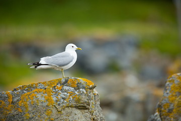 Larus canus. Norway's wildlife. Beautiful picture. From the life of birds. Free nature. Runde Island in Norway. Scandinavian wildlife. North of Europe. Picture. Seashore. A wonderful shot of wild natu
