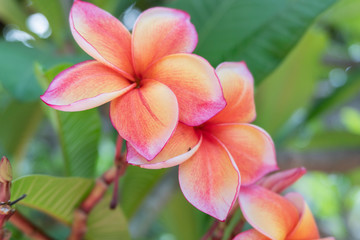 Frangipani Flower Or Leelawadee