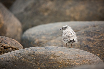 Larus canus. Norway's wildlife. Beautiful picture. From the life of birds. Free nature. Runde Island in Norway. Scandinavian wildlife. North of Europe. Picture. Seashore. A wonderful shot of wild natu