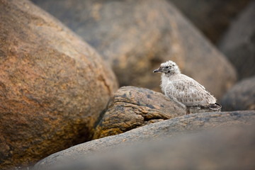 Larus canus. Norway's wildlife. Beautiful picture. From the life of birds. Free nature. Runde Island in Norway. Scandinavian wildlife. North of Europe. Picture. Seashore. A wonderful shot of wild natu