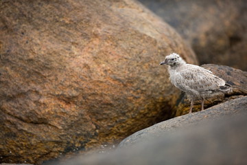 Larus canus. Norway's wildlife. Beautiful picture. From the life of birds. Free nature. Runde Island in Norway. Scandinavian wildlife. North of Europe. Picture. Seashore. A wonderful shot of wild natu