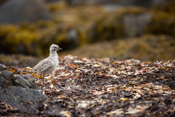 Larus canus. Norway's wildlife. Beautiful picture. From the life of birds. Free nature. Runde Island in Norway. Scandinavian wildlife. North of Europe. Picture. Seashore. A wonderful shot of wild natu