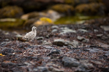 Larus canus. Norway's wildlife. Beautiful picture. From the life of birds. Free nature. Runde Island in Norway. Scandinavian wildlife. North of Europe. Picture. Seashore. A wonderful shot of wild natu