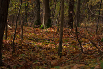 forest in autumn with fall foliage