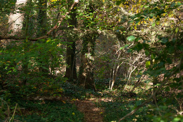 path in the Dutch forest