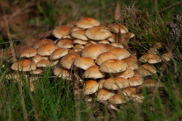 mushroom in the Dutch forest