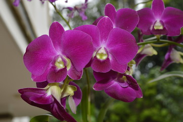 Naklejka na ściany i meble purple orchid in the garden