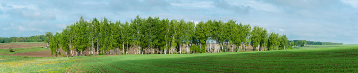 Panoramic view of field of young wheat with birch grove in the background. suitable as background or banner