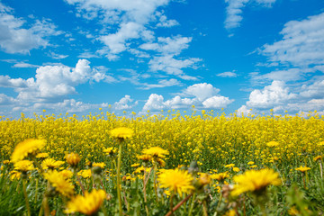 field of yellow flowering rape and a blue sky and dandelions