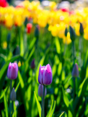 Violet beauty tulips