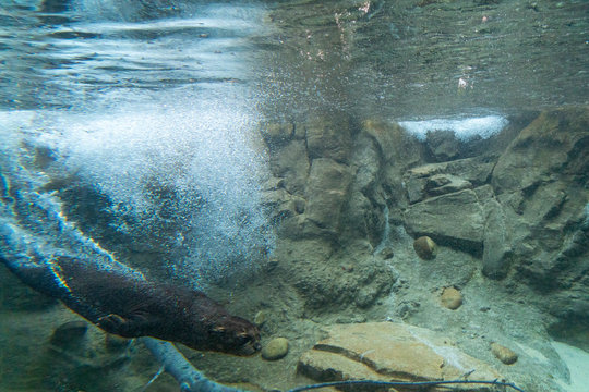 Otter Underwater In A River