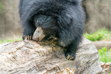 sloth bear digging in wood tree for food © Andrea Izzotti