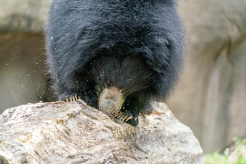 sloth bear digging in wood tree for food © Andrea Izzotti