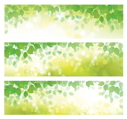 Vector green leaves  border on spring, green, bokeh background.