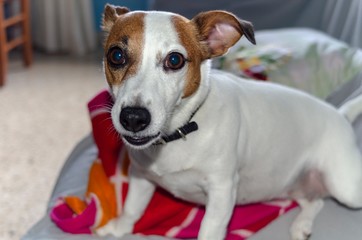 Dolcissima femmina di Jack Russell
