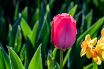 Bastogne tulips