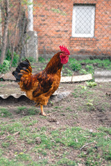 a cock on the grass, vertical photo, selective focus