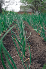 Young spring onion sprout on the field. Organically grown onions with chives in the soil. Organic farming. village nature food, vertical photo, selective focus