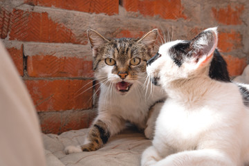 cat father and mother cat, street cats, angry, scary