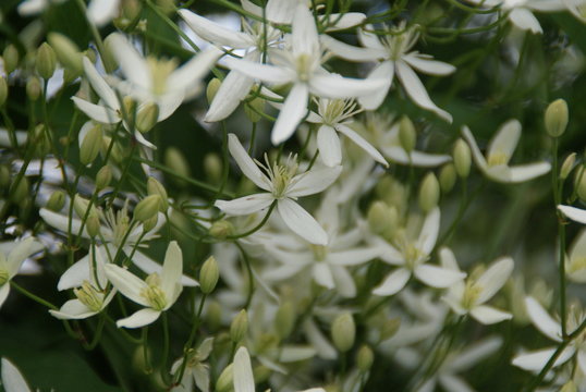 Clematis flammula