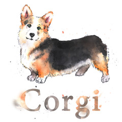 Watercolor hand-drawn bright-colored welsh corgi card - 268335641