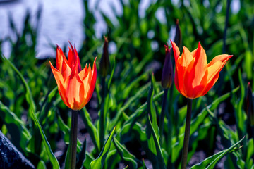 Ballerina tulips