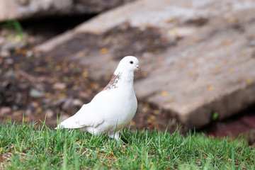 white dove on the grass