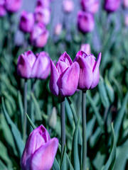 Violet beauty tulips
