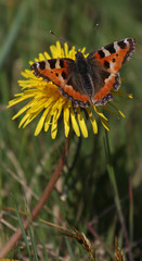 butterfly on yellow flower