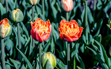 Orange princess tulips