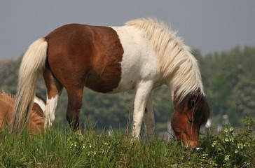 Naklejka na ściany i meble wild horse in the field