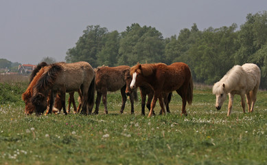 Fototapeta na wymiar herd of wild horses on pasture