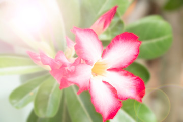 Obraz na płótnie Canvas Impala Lily, Pink Bignonia