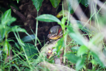 Skink Lizard on rock, Krabi - Thailand 