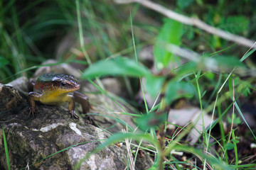 Skink Lizard on rock, Krabi - Thailand 