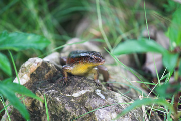 Skink Lizard on rock, Krabi - Thailand 