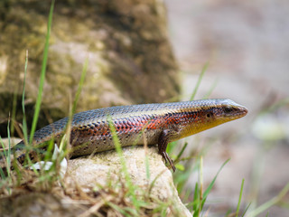 Skink Lizard on rock, Krabi - Thailand 