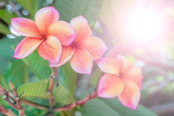 Obraz na płótnie Canvas Beautiful frangipani flowers on a blurred background
