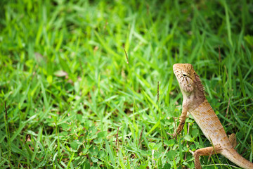 Thai chameleon on lush grass, Krabi - Thailand 