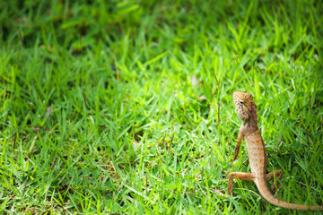 Thai chameleon on lush grass, Krabi - Thailand 