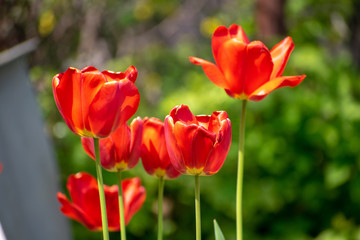 Fototapeta premium Blooming red tulips flowers in spring close-up