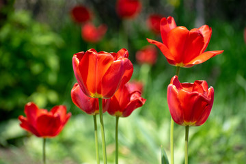 Blooming red tulips flowers in spring