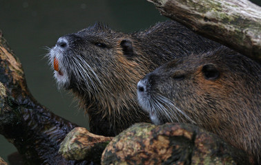 Capibaras portrait